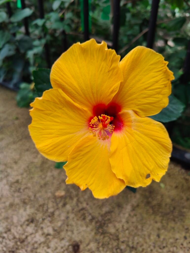 Brightly coloured flower. Take time to get out into nature.
